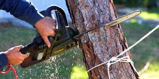 Best Tree Cabling and Bracing  in USA